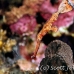 pipefish_ghost_thin_mid_h_0705_png1370.jpg
